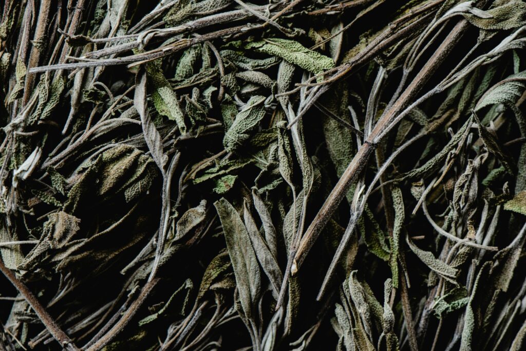 7 Warming Herbs Positive to Keep You Cozy This Fall! 8 sage