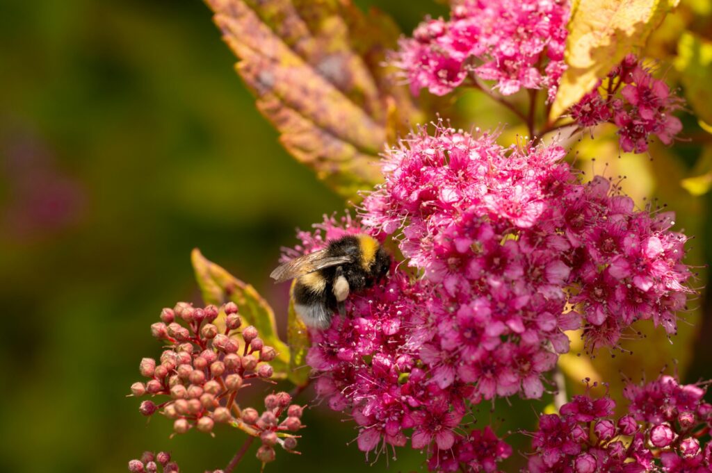 backyard wildlife habitat