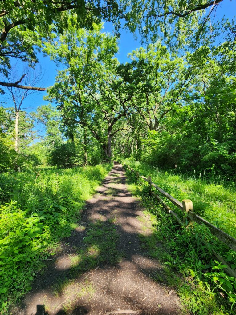 hiking trail with green trees