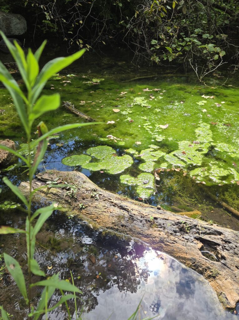 Welcome to wildground Living 4 algae in a pond