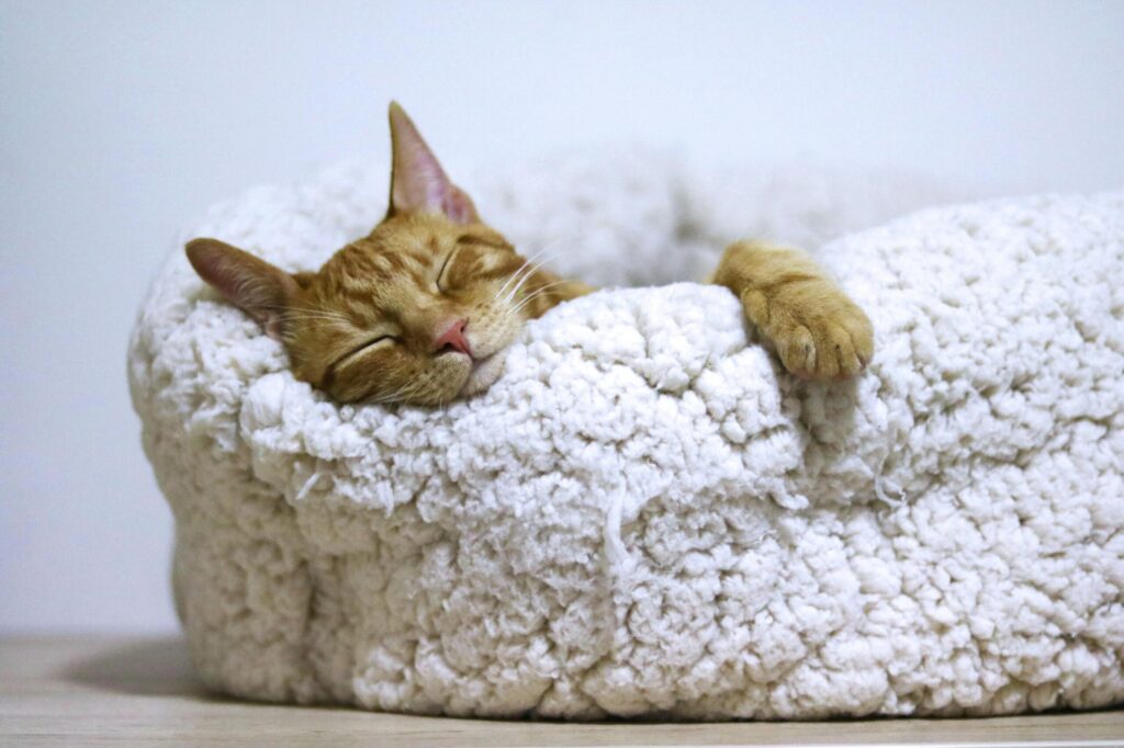 Tired of being tired? Let's get back to the basics with restorative sleep 1 cat sleeping in cat bed