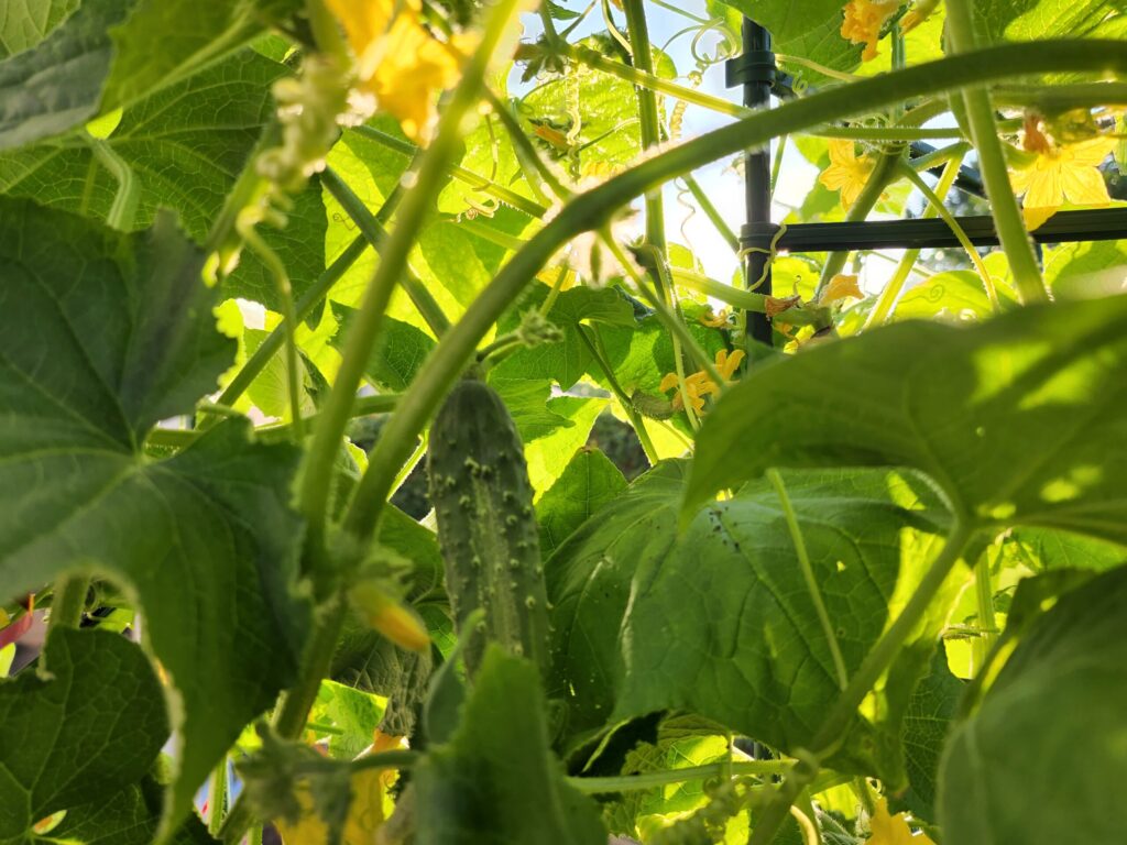 cucumber patio container garden