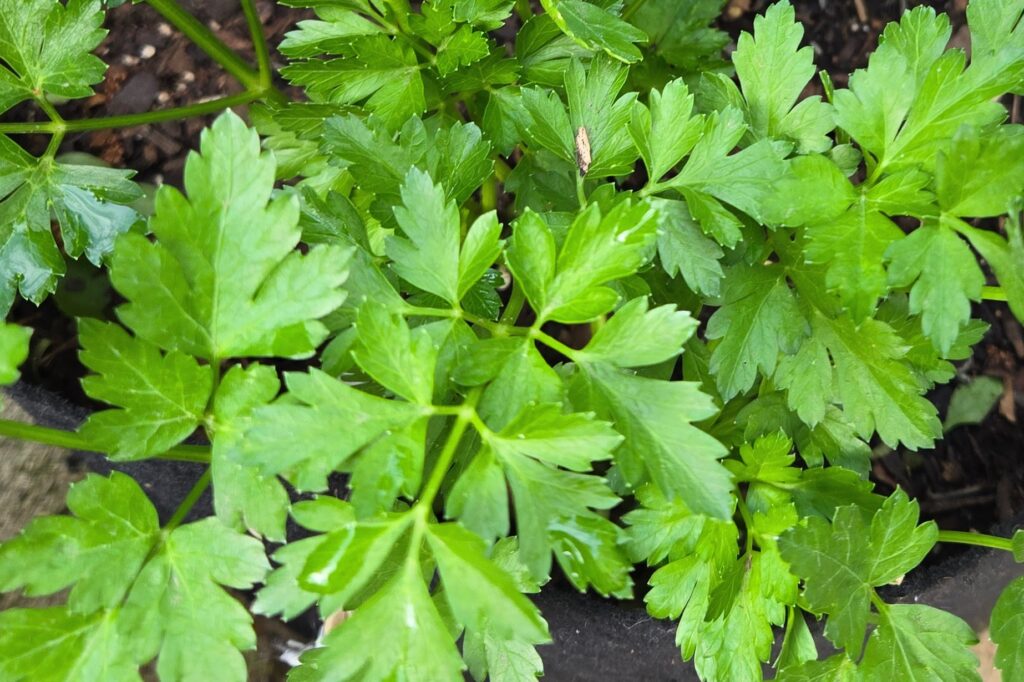 fresh parsley in garden 