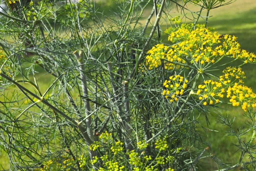Fresh dill in garden