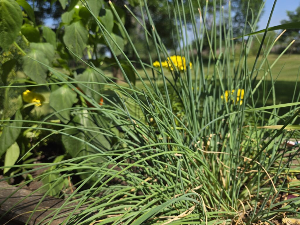 fresh chives in garden