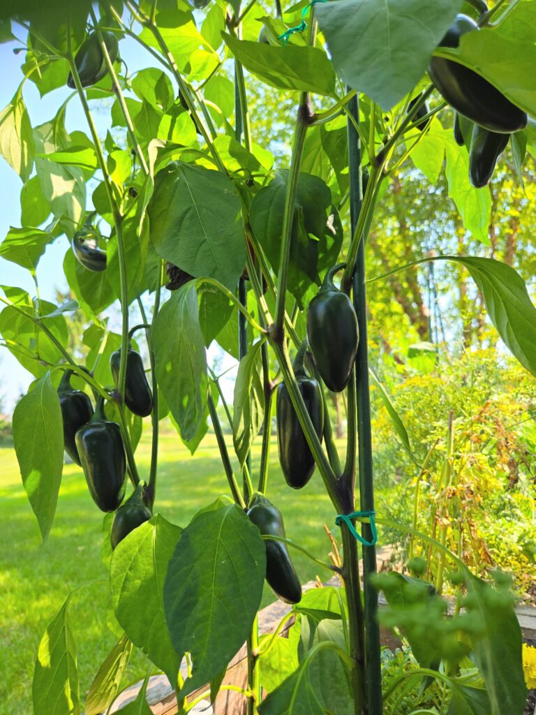 Jalapeno peppers patio container garden