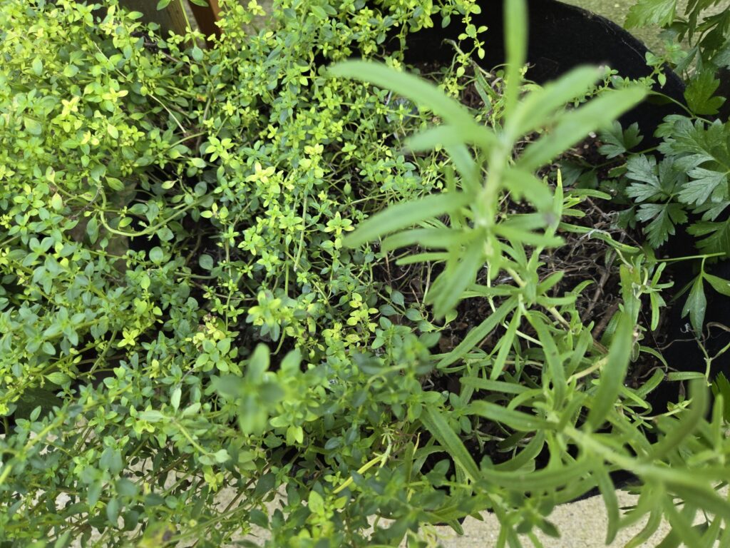fresh thyme in garden