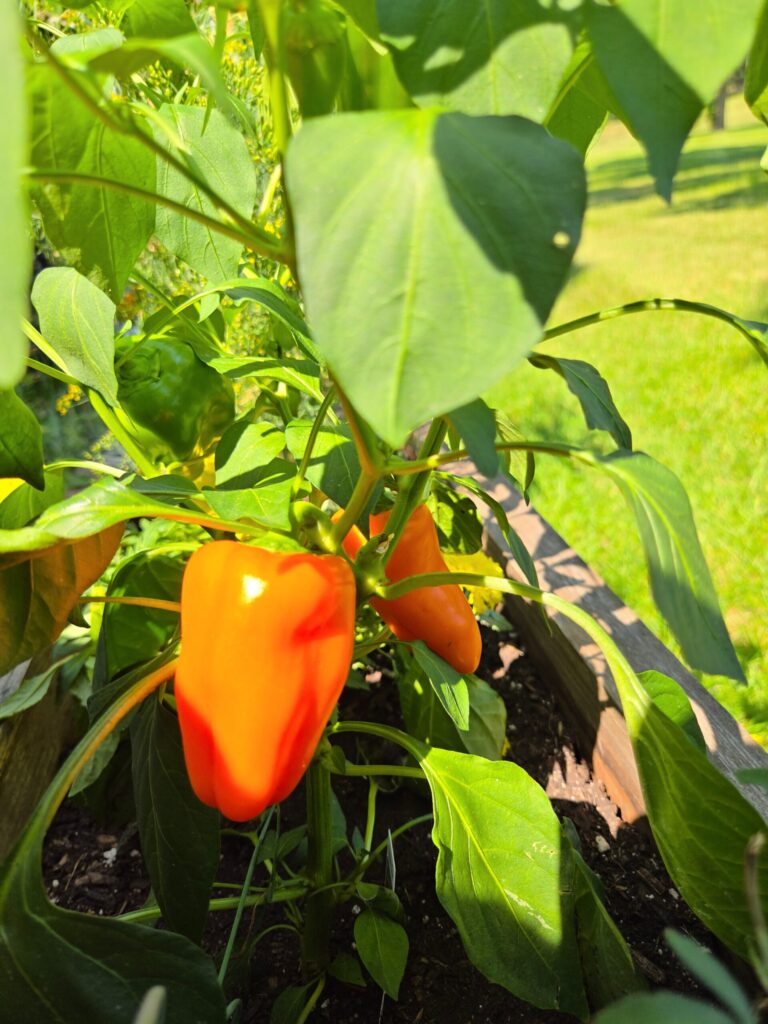 mini bell peppers patio container garden