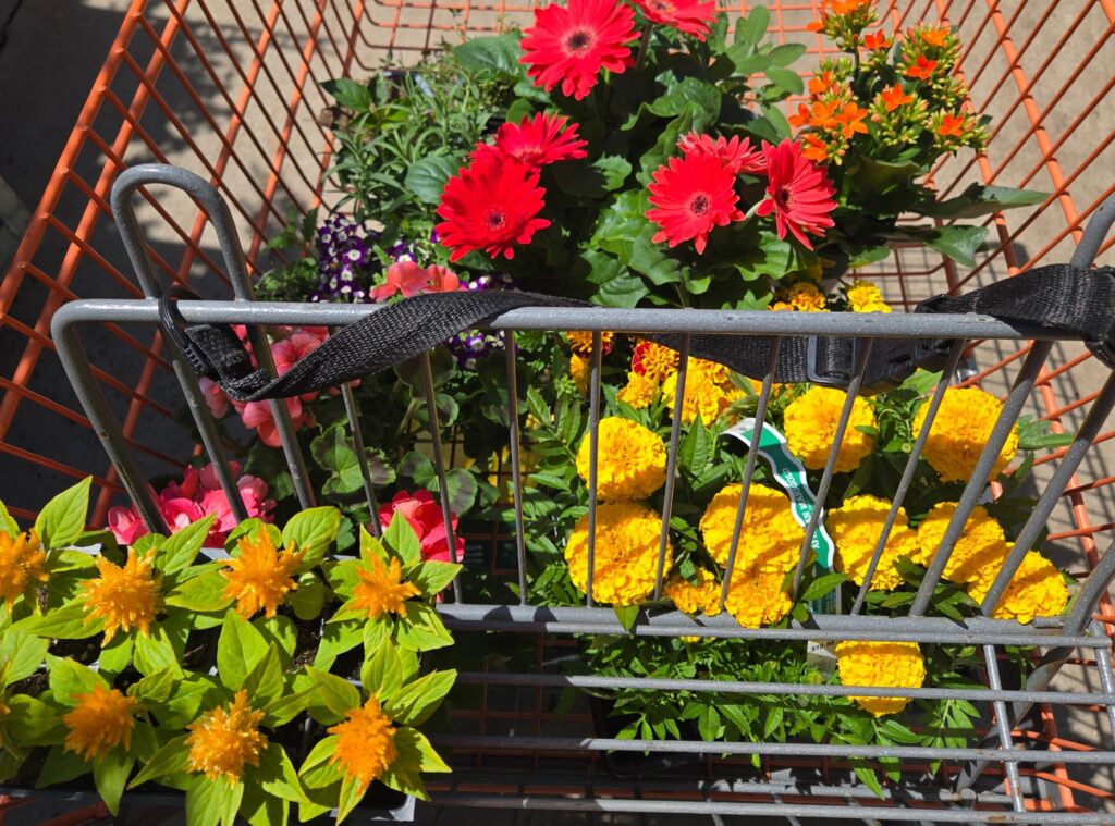annual flowers