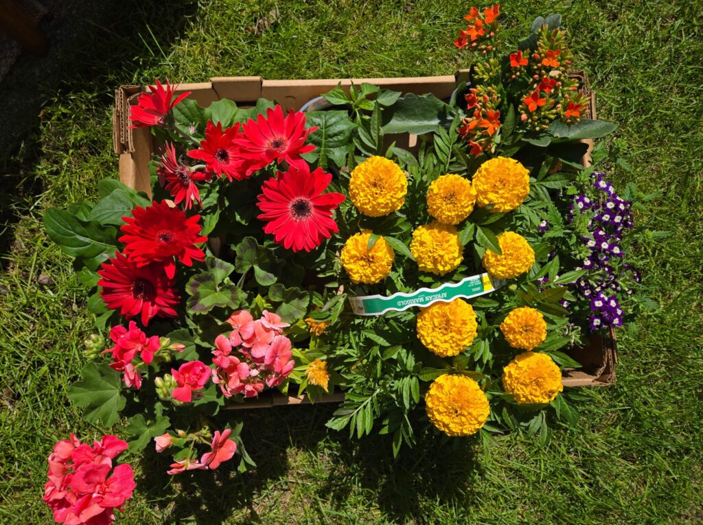 flowers for patio garden