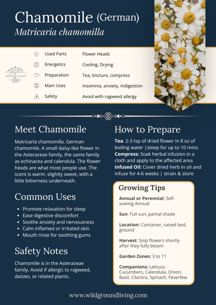 Chamomile: what it is, what it does, and how to use it 3 Chamomile