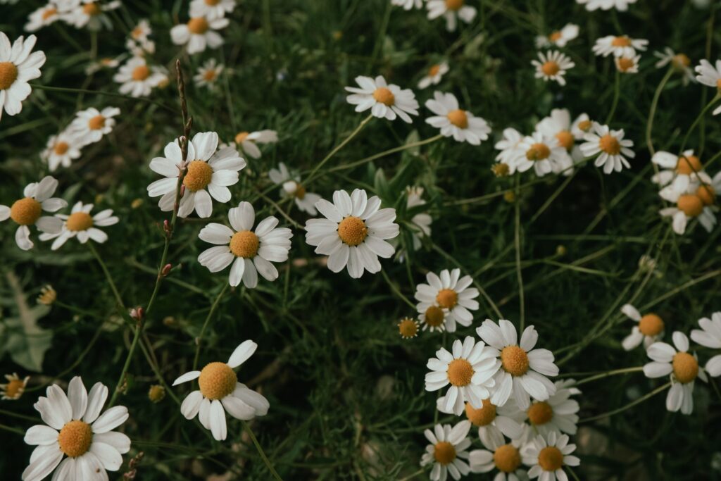Chamomile: what it is, what it does, and how to use it 1 pexels beyzaa yurtkuran 279977530 16161173