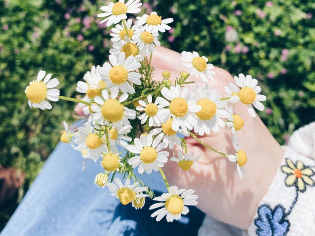 Home Page 2 holding fresh picked chamomile flowers