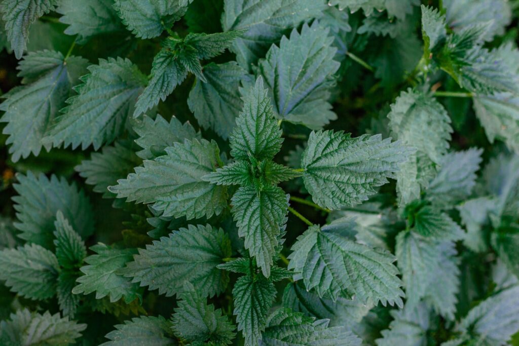Home Page 4 fresh nettle