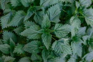 Earth & Herbal 6 fresh nettle