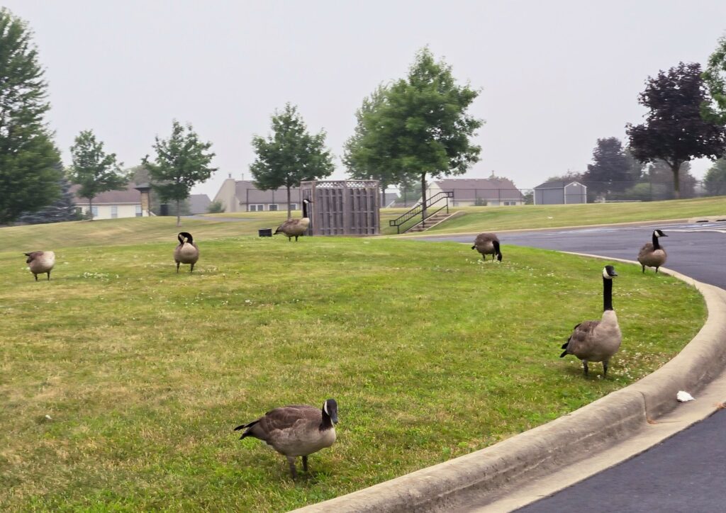 geese in the park on a slow summer morning