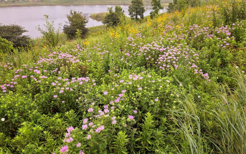 summer meadow